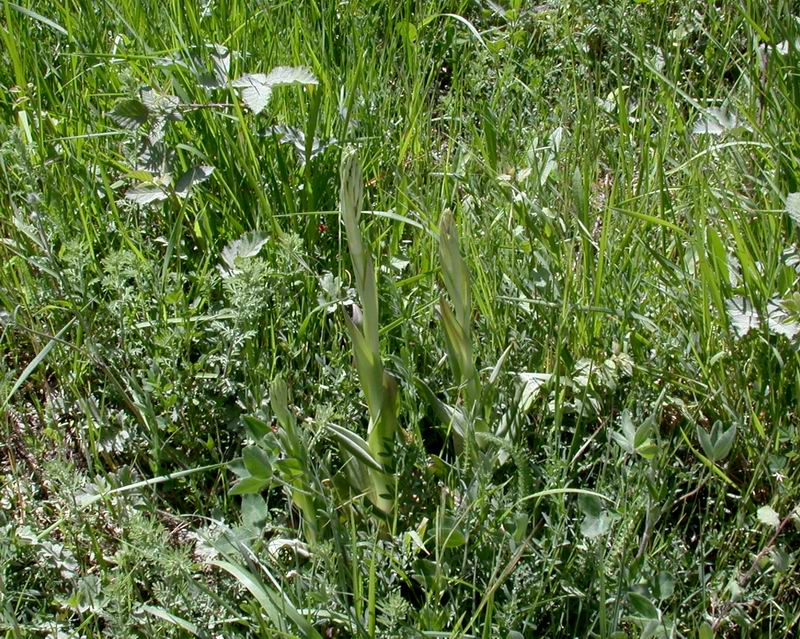 Chi sar? : Himantoglossum adriaticum